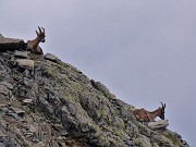 31 Stambecchi curiosi ci osservano
